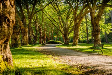 “Tiny forests”, los pop ups de la naturaleza en las grandes ciudades